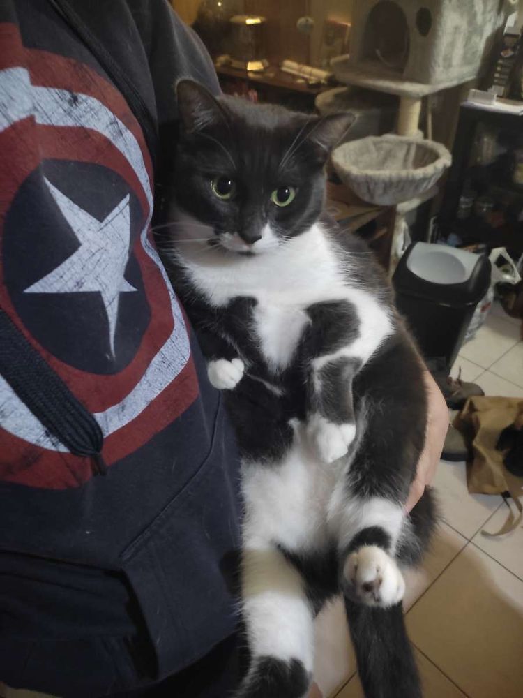 Photo d'Artémis, chatte noire et blanche, dans mes bras