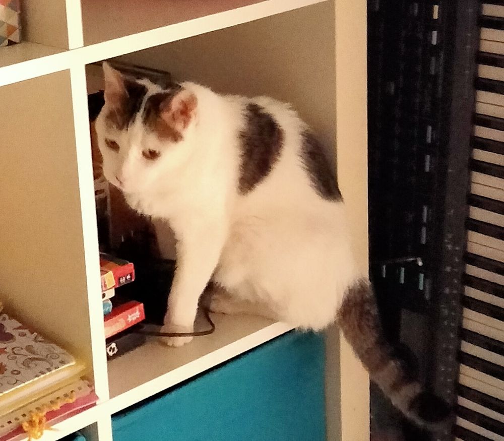 Gato blanco con manchas negras sentado dentro de una estanteria blanca y azul