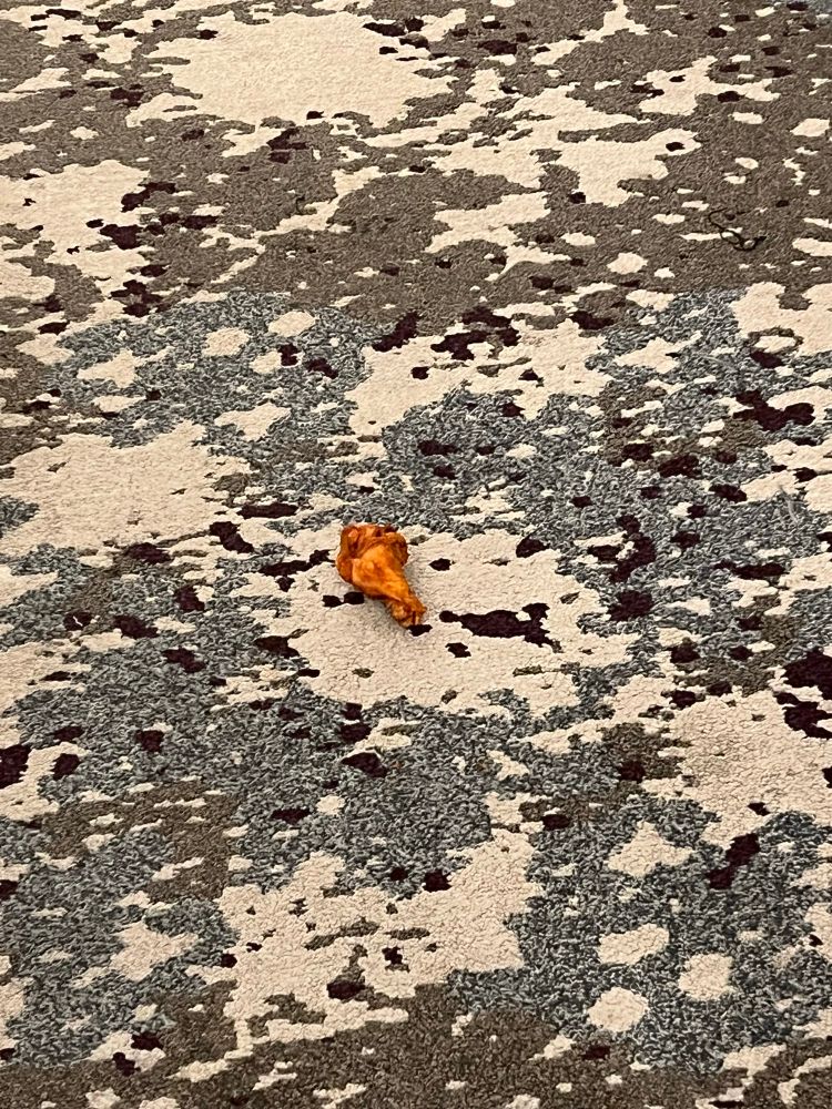 Chicken drumstick on hotel carpet 