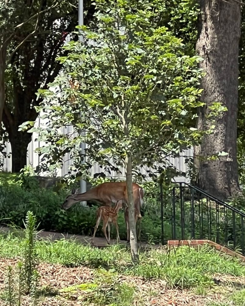 Doe with two fawns eating in the shade
