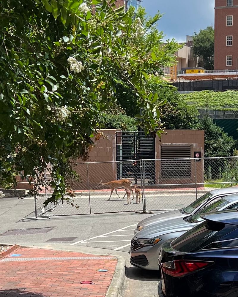 Doe with two fawns stuck behind a chain link fence