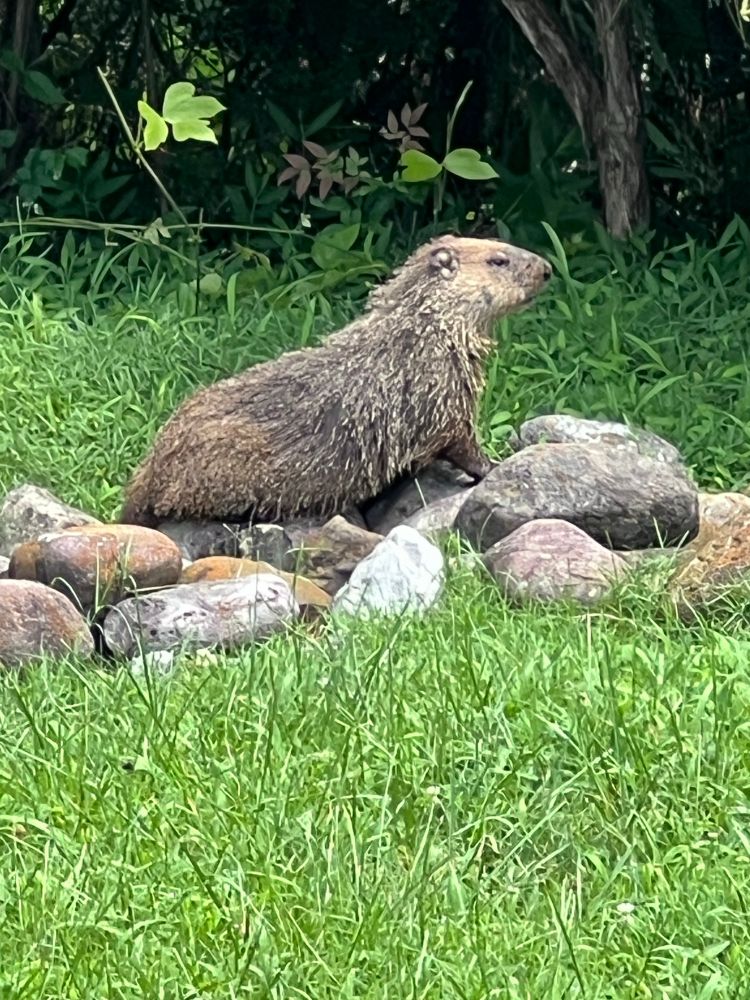 Groundhog also known as a woodchuck sitting outside its burrow
