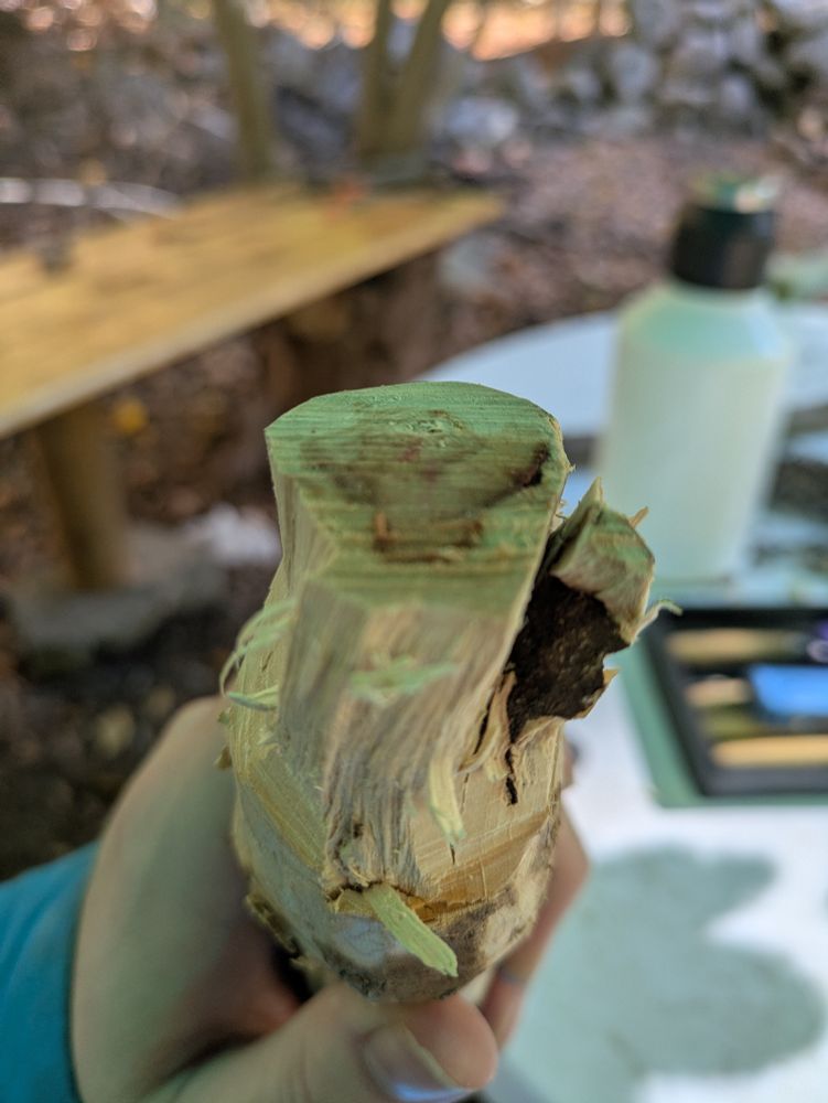 The fur of the throat is in the grain of the wood