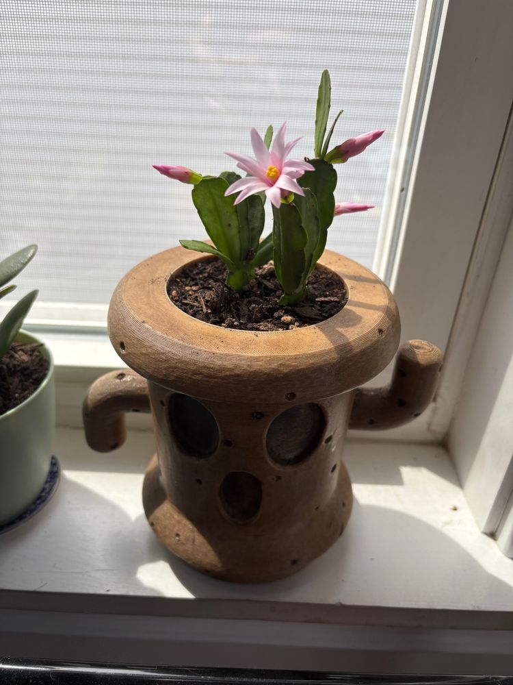 Christmas cactus (succulent plant) with one pink flower sitting in a pot that looks like a Gyroid from Animal Crossing