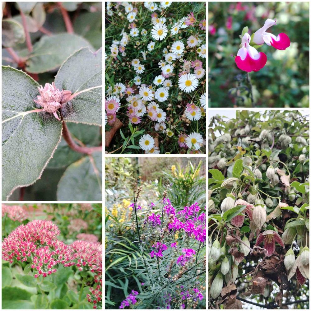 A collage of six photographs of flowers & foliage, comprising: small pale brown flower buds set between two dark green leaves; a mass of white & pink daisy flowers with yellow centres; two two-lipped white & purple-pink Salvia flowers; a mass of large pale flower buds & large pale flowers with pink freckles; a clump of small purple-pink flowers with yellow flowers in the distance; a clump of pink-red Sedum flowers.