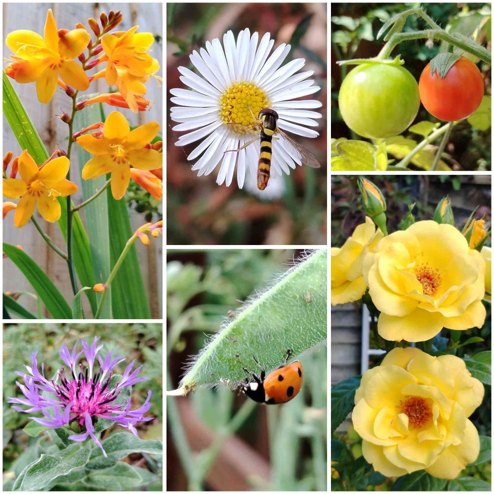 A collage of six photographs of flowers, fruit & insects, comprising: a stem of star-shaped yellow Crocosmia flowers with small orange markings; a white daisy with a yellow centre & a striped black & yellow hoverfly sat on it; two round tomatoes (a green one & a orange-red one); two large frilly yellow roses with orange-brown stamens; a red ladybird with black spots upside down on a green, slightly hairy, Sweet Pea pod; a Cornflower with thin delicate looking blue petals radiating out of a pinky-purple centre with black stamens