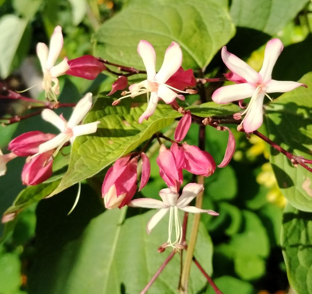 White five petalled flowers with pink buds
