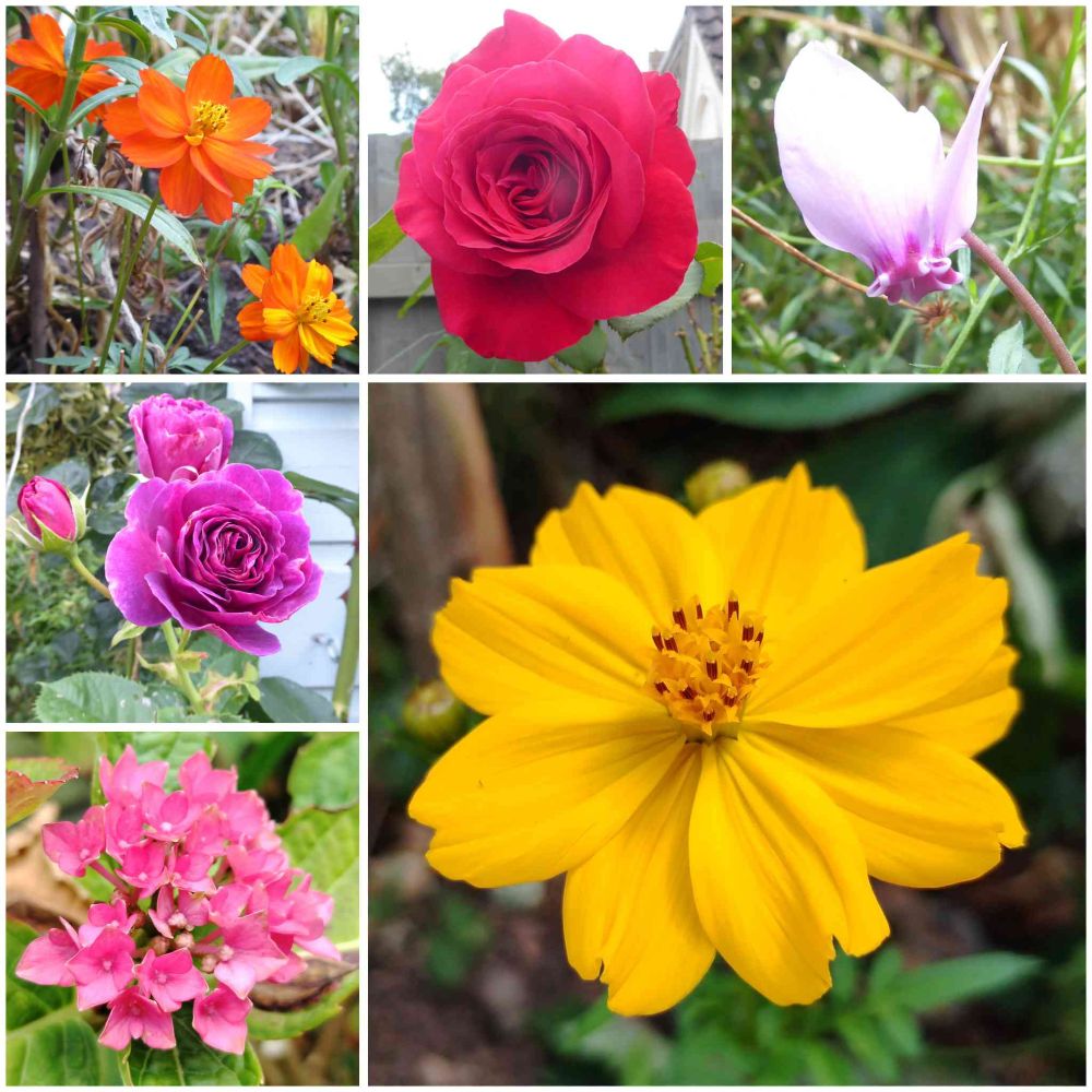A collage of six photographs of flowers, comprising: three orange multi-petalled Cosmos sulphureus flowers with yellow centres; a deep red Rose resembling a rosette made of petals; the swept up pale pink petals of a Cyclamen with dark pink spots at the base; a yellow multi-petalled Cosmos sulphureus with a darker yellow centre and black spots; a cluster of pink Hydrangea flowers; a ruffly-petalled purple Rose.