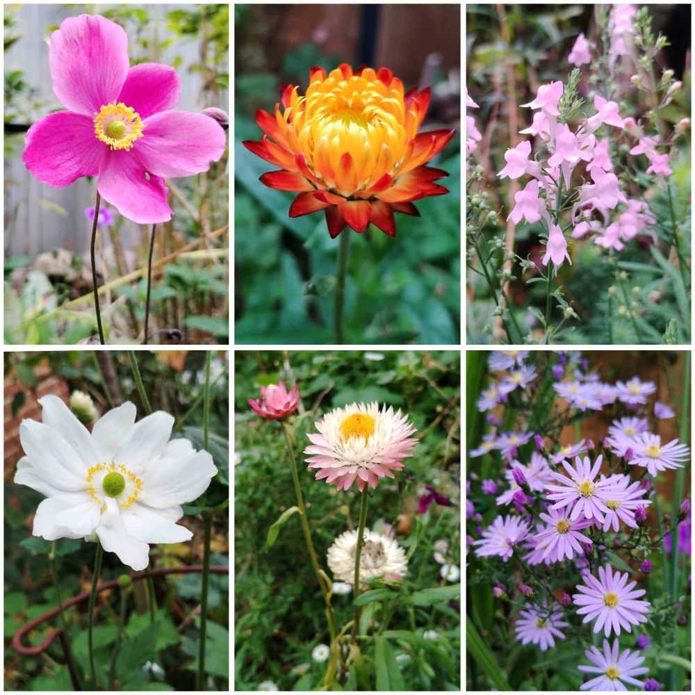 A collage of six photographs of flower, comprising: a large deep pink 5-petalled Anemone flower with a yellow centre & dark stem; yellow & red multi-layered petals of a Strawflower; a cluster of pale pink 2-lipped petalled flowers; a mass of daisy-like mauve Aster flowers with yellow centres; white & pale pink multi-layered petals of a Strawflower with a yellow centre; large white multi-petalled petals of an Anemone flower with a green centre surrounded by a yellow halo of stamens.