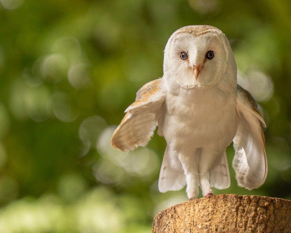 Barn Owl on a tree stump