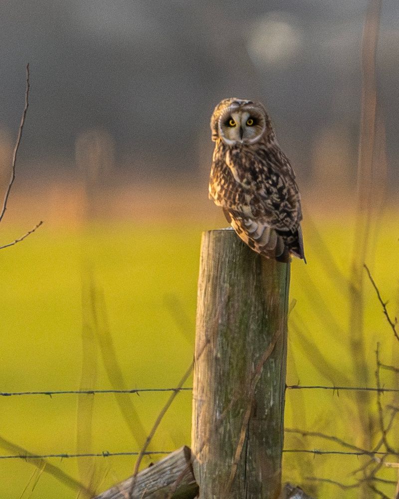 Short-eared owl on a post 