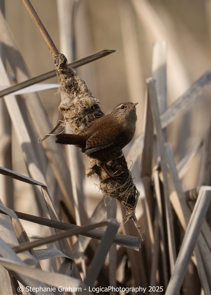 A Eurasian wren pictured on reed mace. The bird is centre of frame, facing left and looking up towards the sky. Eurasian wrens are small brown birds with an often cocked tail, a strong eyebrow and more buff coloured around the face. 