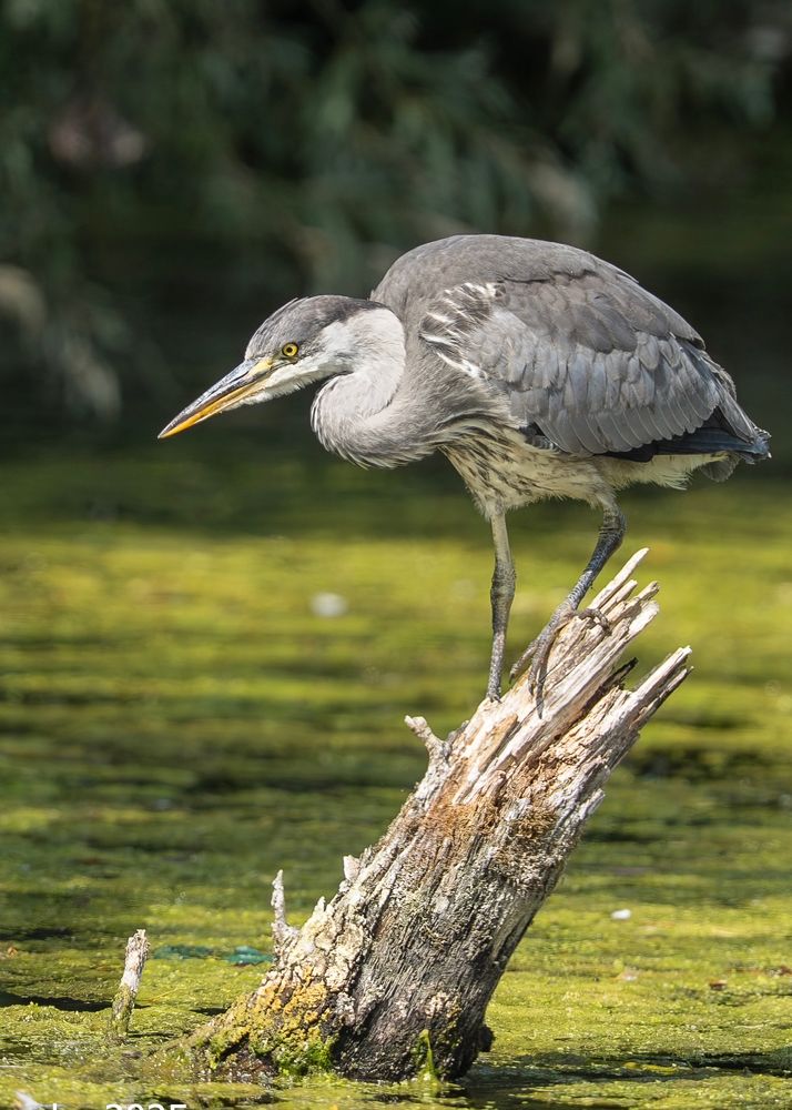 Juvenile heron perched on top of a submerged and broken tree. The background is green, weed covered water. The bird faces left 