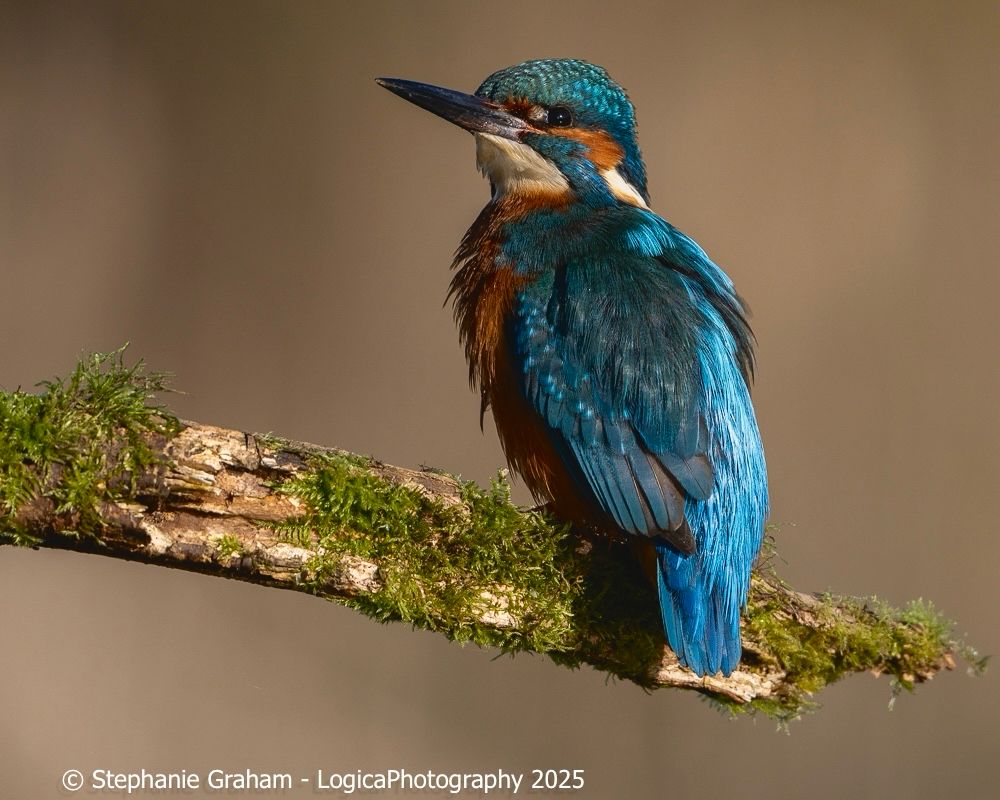 Common Kingfisher - Alcedo Atthis sitting on a mossy perch. The bird is to the right, facing left and in profile with its blue wing and back feathers catching the light. The background is soft tones of creamy gold from out of focus reed beds 