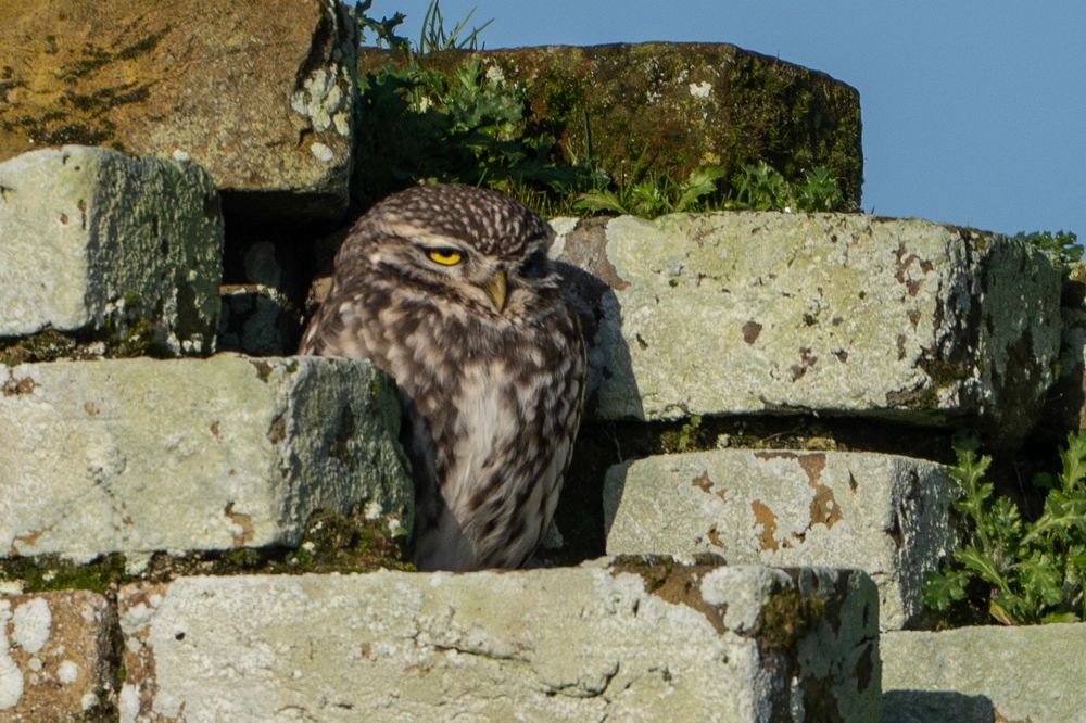 Little owl sat on the ruin of an old building 