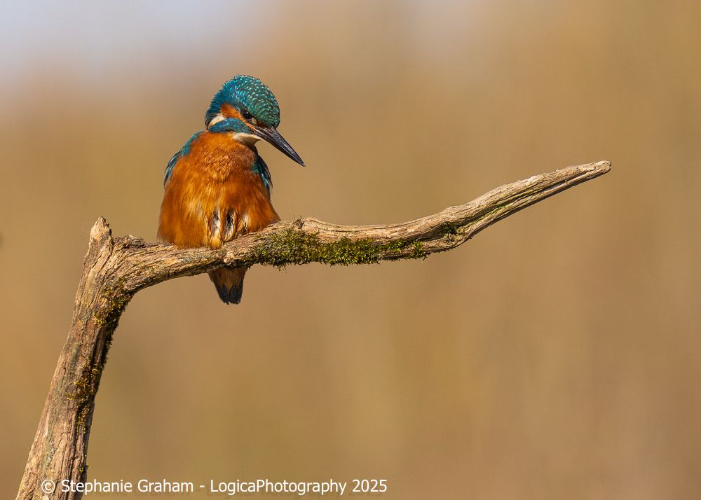 Male kingfisher sitting on a perch set against a creamy gold background. The bird and perch are to the left of frame with the bird looking down toward the right 