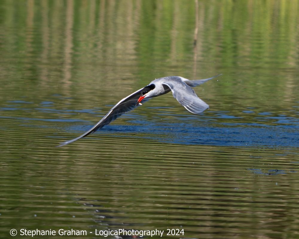 Common Tern with fish in flight across the lake, with green reflections cast on the water from the trees and reeds nearby. 