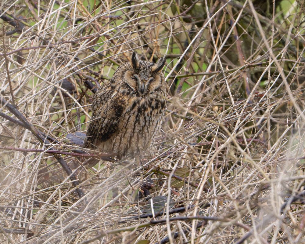 Long-eared owl sleeping in the scrub