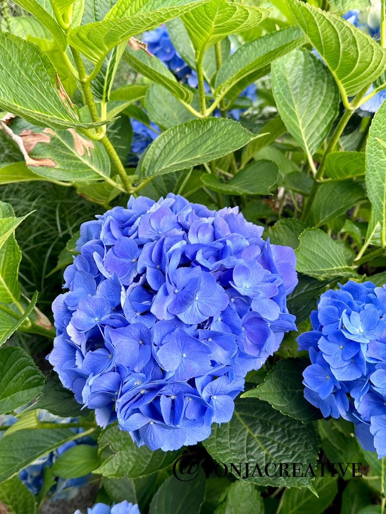 Blue big leaf hydrangeas.