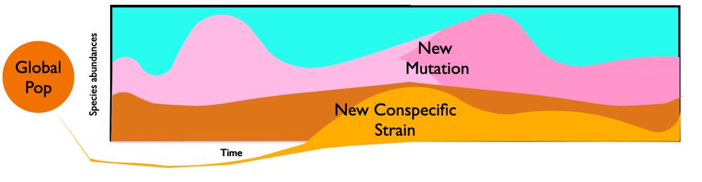 Mueller diagram of ecological and evolutionary dynamics in a gut microbiome. Species fluctuate in abundance and accumulate new mutations. New conspecific strains also colonize from the global population.