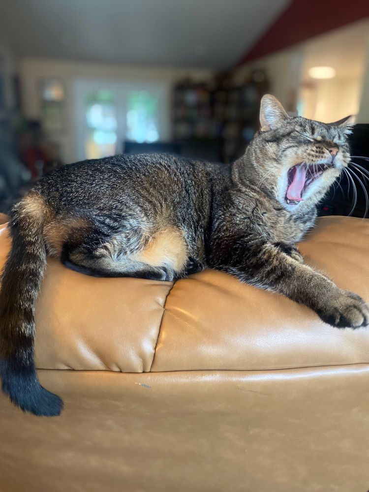 A sleepy brown tabby cat giving the biggest yawn in the cutest way