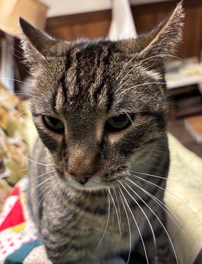 The face of a brownish-grey tabby cat with very respectable whiskers & eyebrows. His expression is one of mild disappointment. 