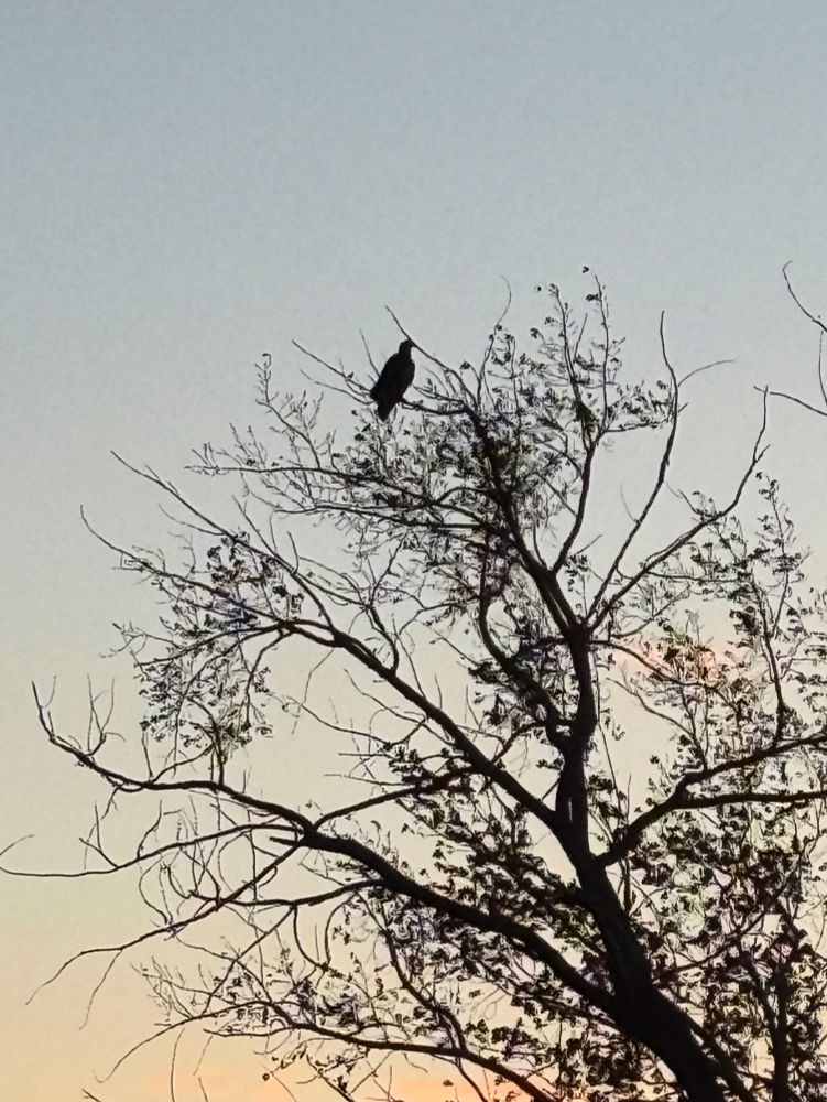 Upper branches of a very large poplar tree, silhouetted against a light orange and blue sky (sun is starting to set). Perched on an upper branch is an EXTREMELY LARGE BIRD also in silhouette. It’s obviously an eagle, but the lighting means I can’t reliably tell if it’s speckled (immature bald eagle) or solid (mature or immature golden eagle). But definitely an eagle! It did take off and circle a bit, I couldn’t see any obvious white, but not a clear enough view (tho personally I lean golden)