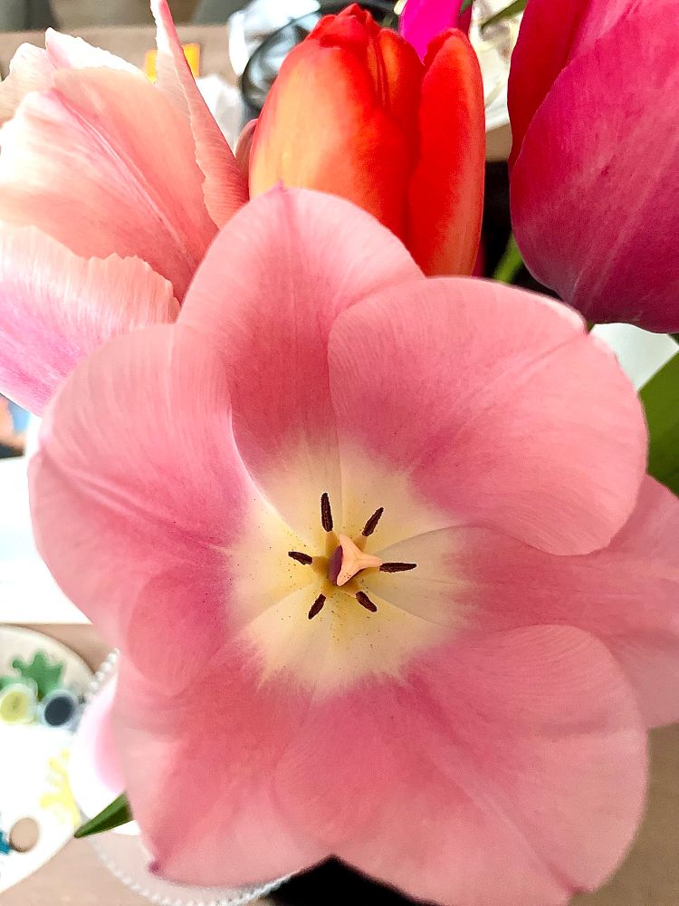 Das Innere einer rosa Tulpe mit Stempel auf weißem Kreis 