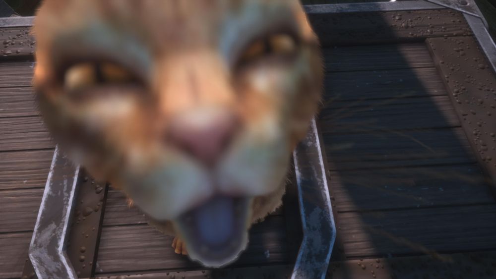 Screenshot taken in Dragon Age: The Veilguard showing a ginger cat, out of focus from an awkward top angle