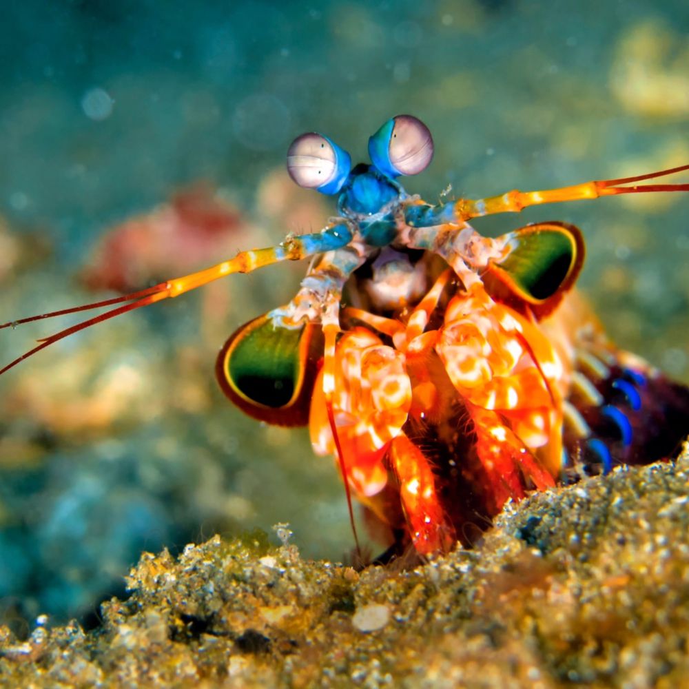 Mantis shrimp closeup 