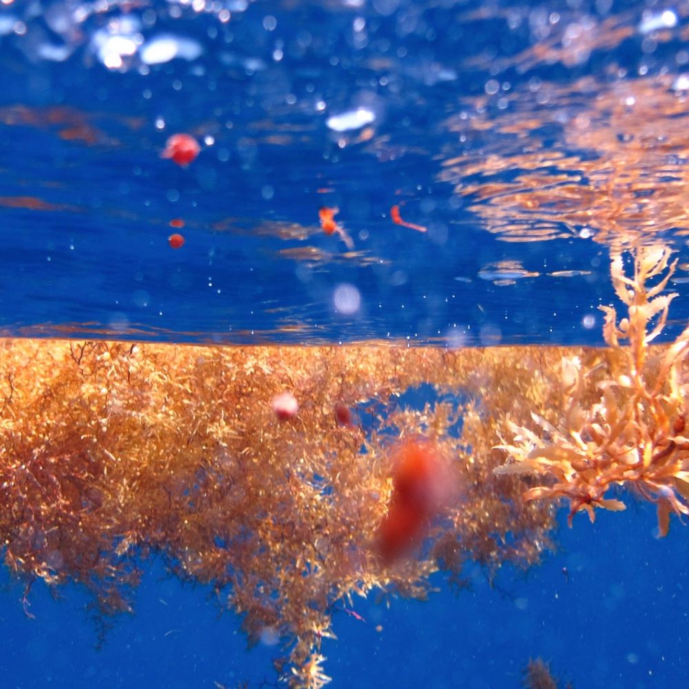 Sargassum seaweed floating in the ocean