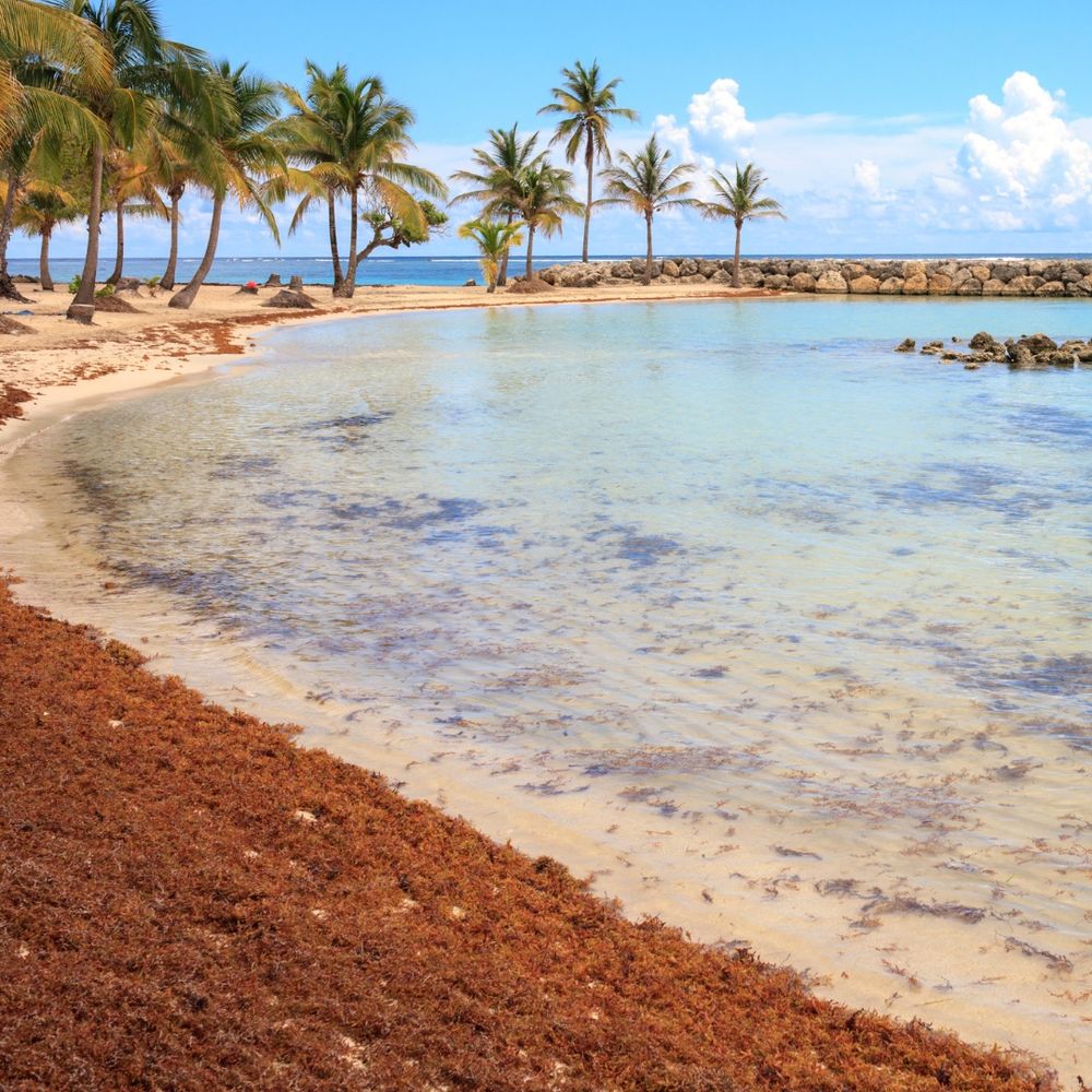Tropical island beach riddled with Sargassum seaweed