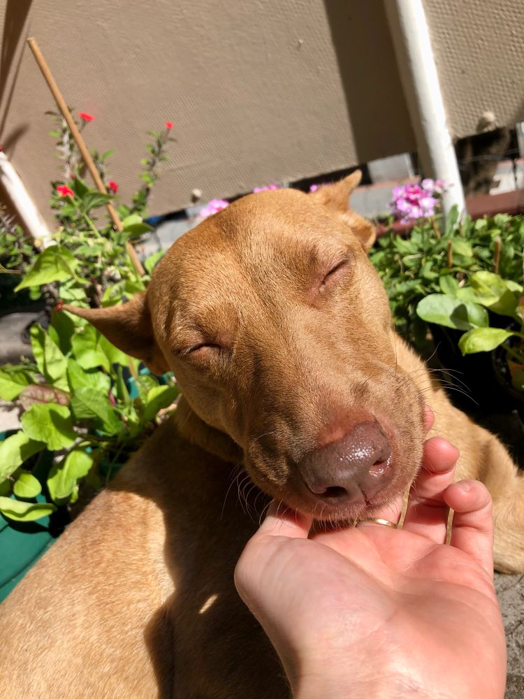 A beautiful mixed breed dog glowing in the sunshine.