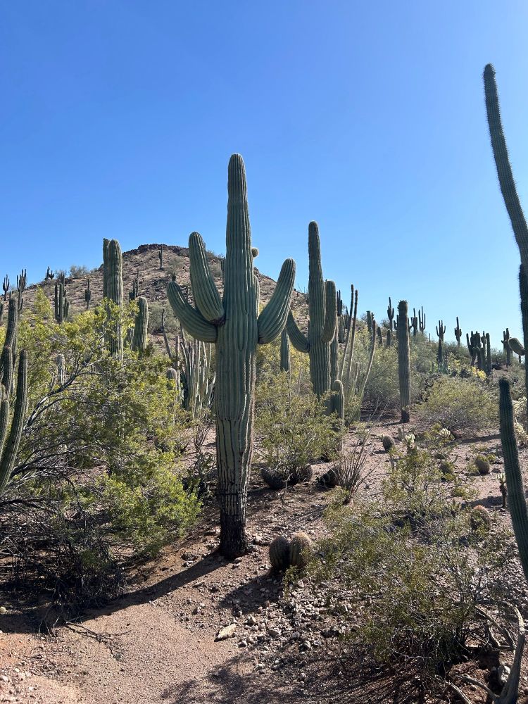 Saguaros
