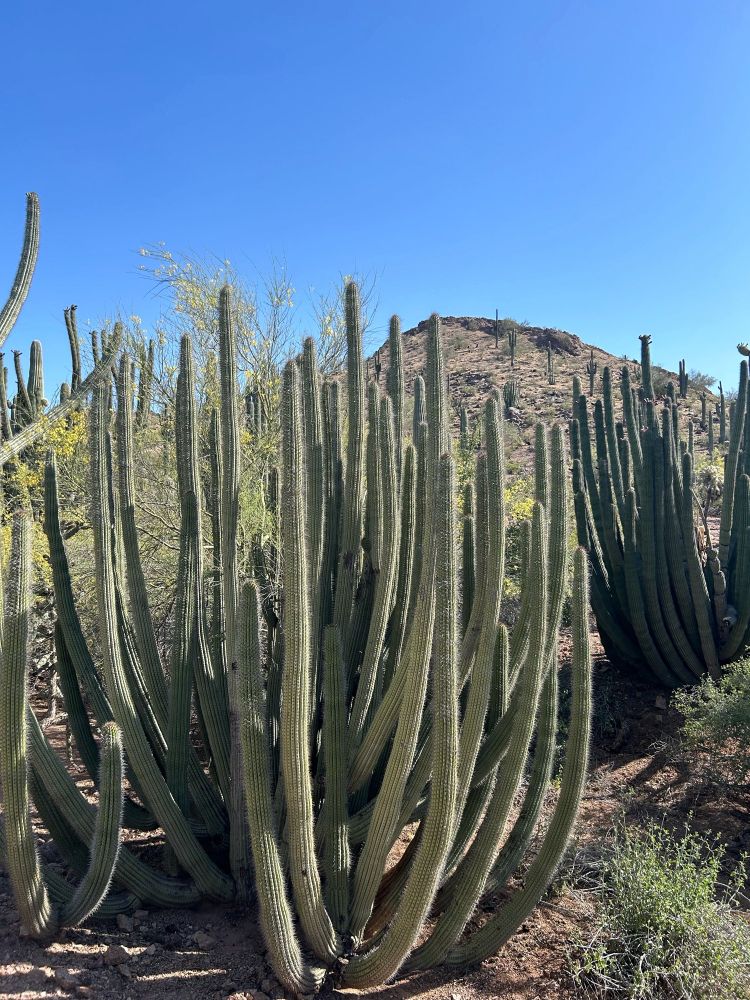 Organ pipe cacti