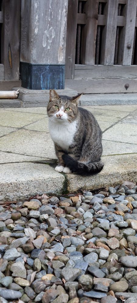 Tabby cat with white chest sitting on paving stones in front of a Buddhist temple building 