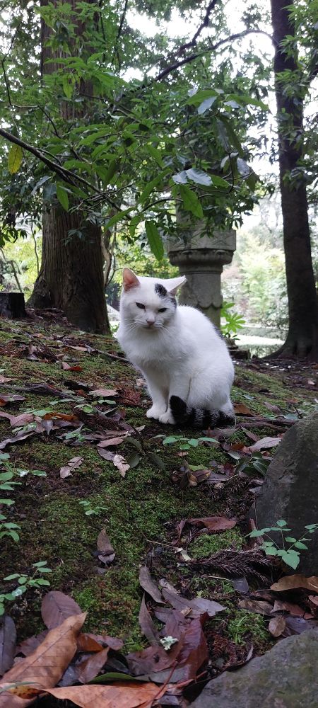 White cat with a black spot on its head sitting on moss and fallen leaves 