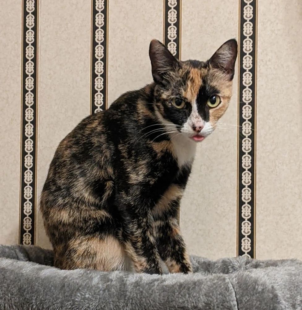 Calico cat looking at the camera with her tongue slightly stuck out.