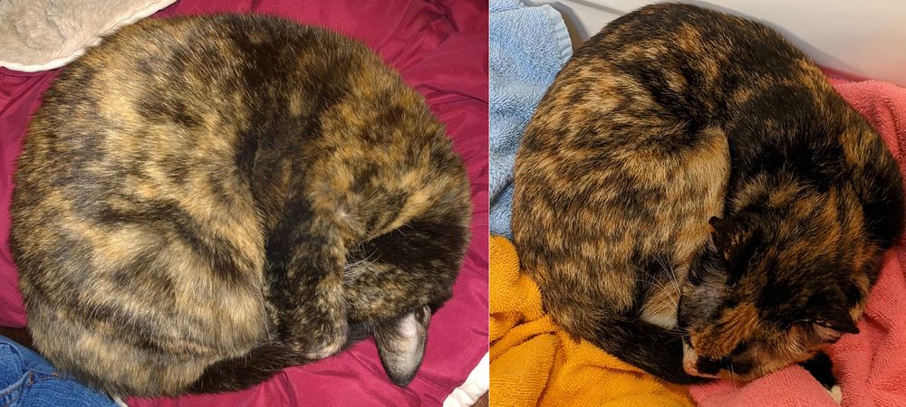 Two pictures of cats curled into a ball, with their nose tucked into their tail. On the left is a tortie on a blanket, on the right is a calico on towels. They look similar from this perspective.