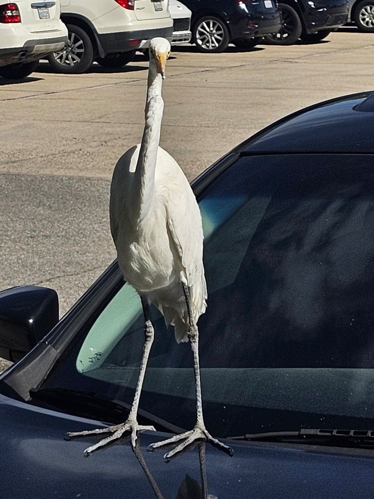 Egret in a parking lot. 