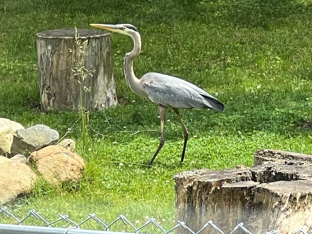 Blue heron