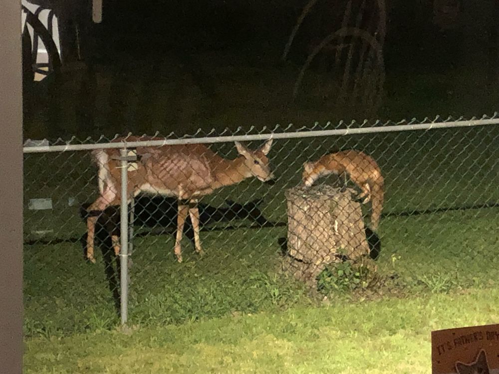 Deer and fox eating corn at night