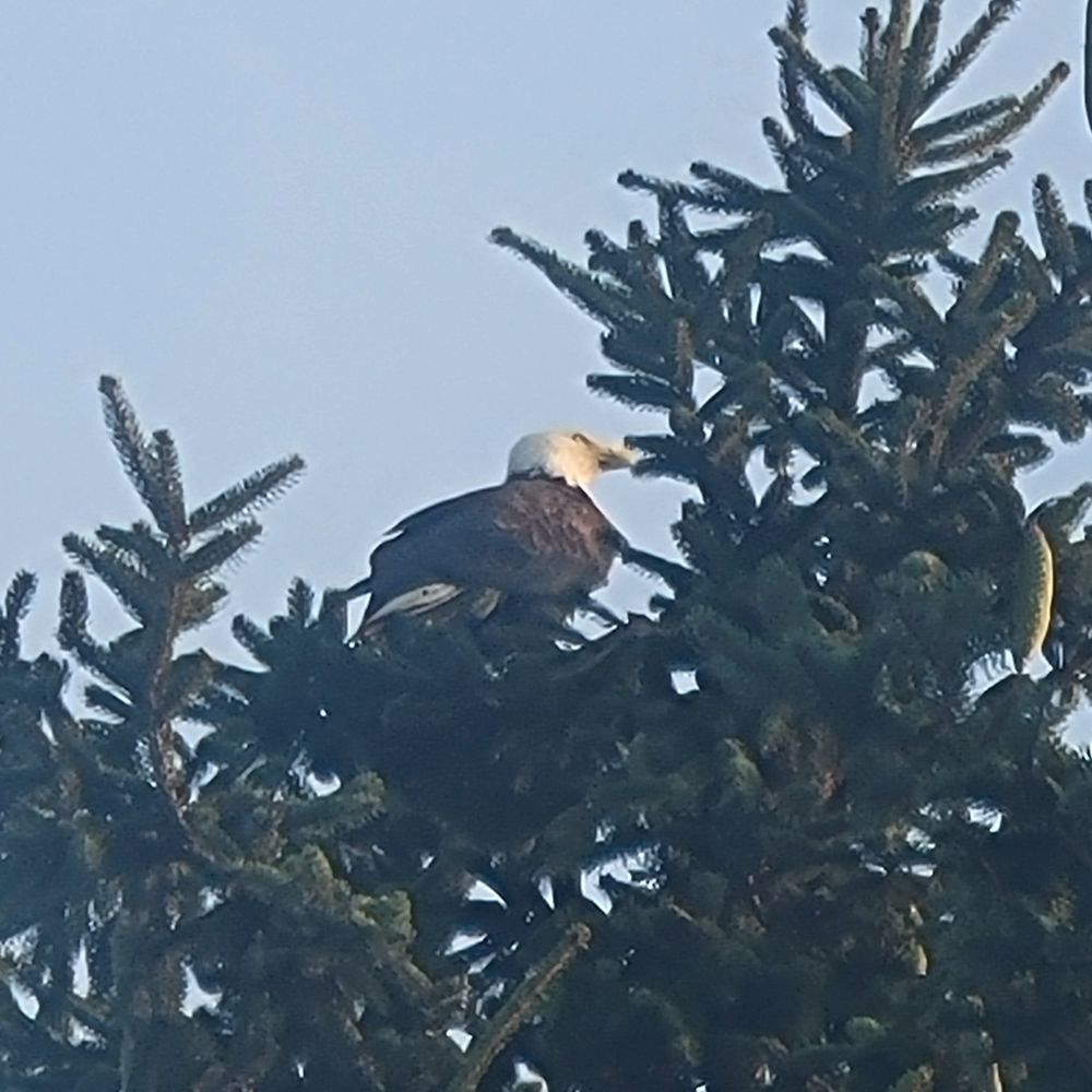 Eagle 1