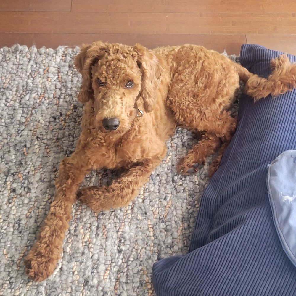 Gorgeous 5-month old poddle on a carpet.