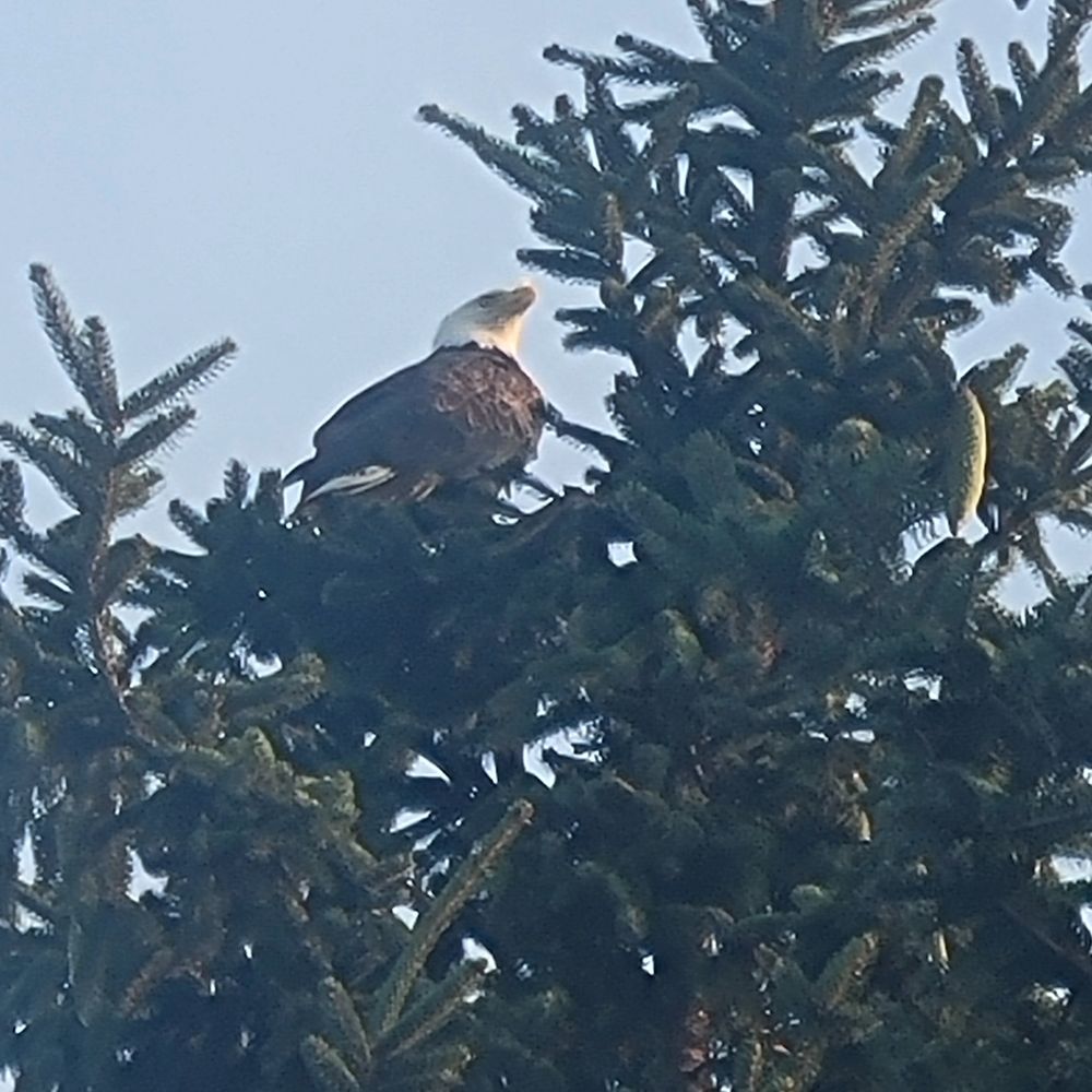 Eagle 2