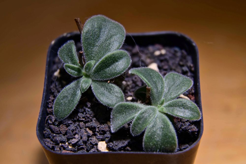 Tylecodon tuberosus. Picture shows a squat plant with dark green, elliptical, blunt-tipped leaves covered in white hairs. It blooms readily and seeds are easy to germinate but getting them to survive the first three years is not for the ill-tempered. Growing in a 4-cm pot. But is this really T. tuberosus? No clue. It is poorly documented in the wild and probably gone by now. Someone out there knows more.