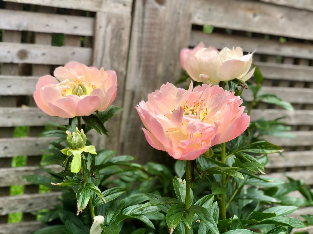 Light pink peonies, 3 blooms atop a green shrub, with a gray wooden slatted fence in the background.