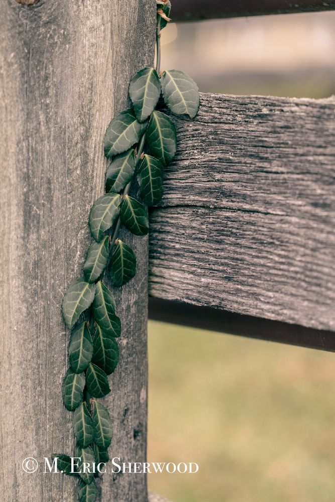 Vine crawling up an old fence