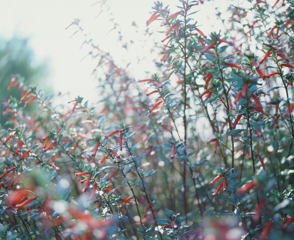A gorgeous flower covered plant in the secret garden off Ellis and Edwards Hill. Light from the soon the be setting sun filters through the branches. Taken with a Mamiya RZ67 using Kodak Ektachrome E100 medium format film. 