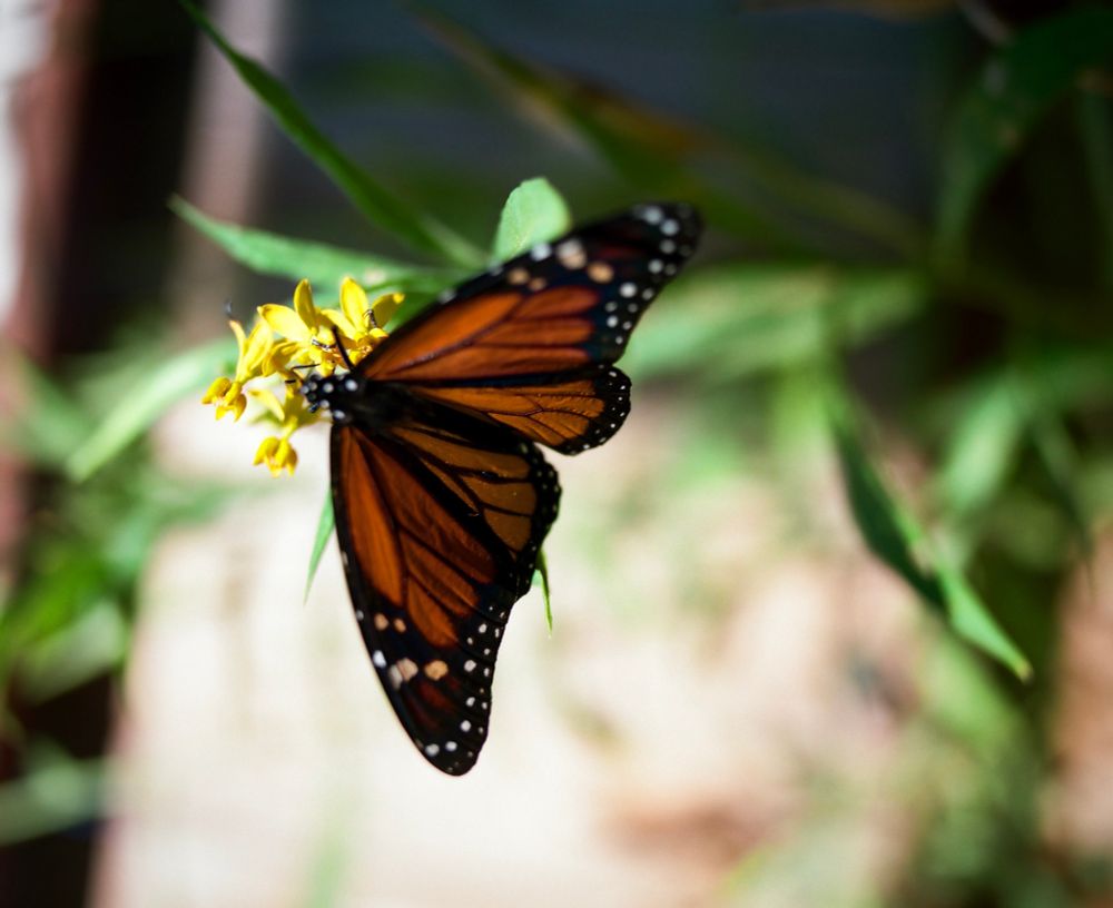 A monarch butterfly sitting on the milkweed outside our kitchen window
